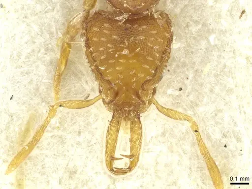 Strumigenys ogloblini specimen