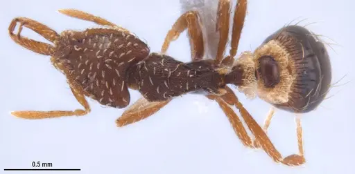 Strumigenys ogloblini - DZUP556814