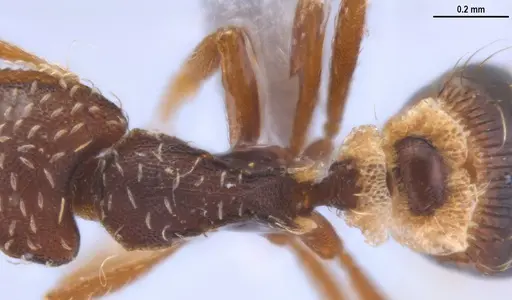 Strumigenys ogloblini - DZUP556814