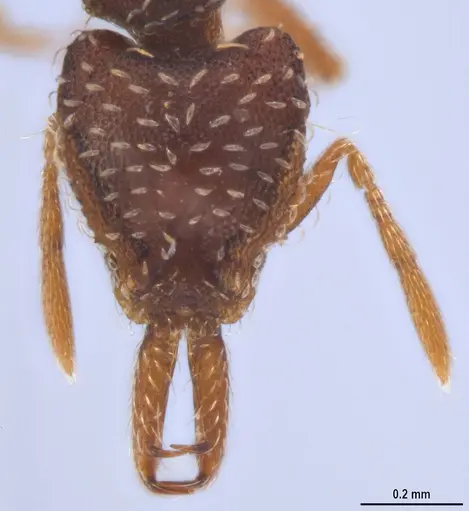 Strumigenys ogloblini - DZUP556814