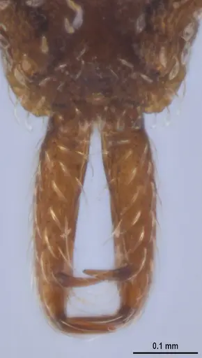 Strumigenys ogloblini - DZUP556814