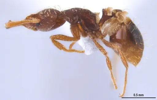 Strumigenys ogloblini - DZUP556814