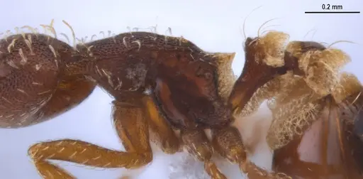 Strumigenys ogloblini - DZUP556814