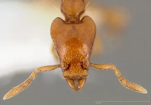 Strumigenys olsoni specimen