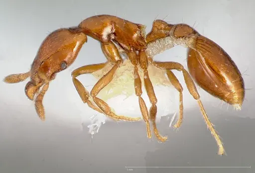 Strumigenys olsoni specimen