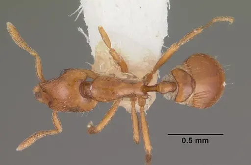 Strumigenys olsoni - CASENT0102263