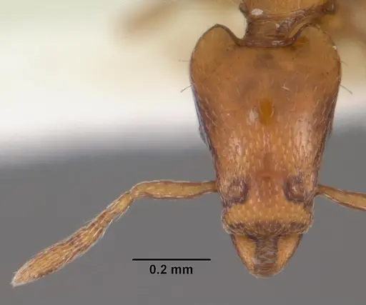 Strumigenys olsoni - CASENT0102263