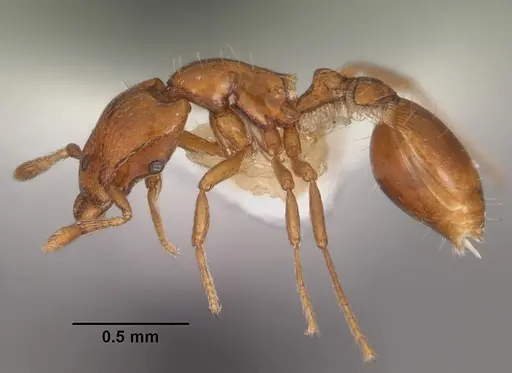 Strumigenys olsoni - CASENT0102263