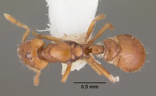 Strumigenys olsoni - CASENT0102264