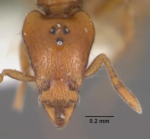 Strumigenys olsoni - CASENT0102264