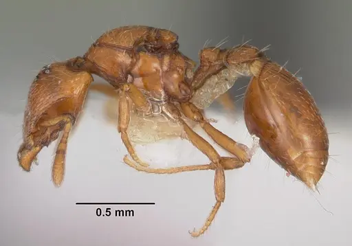 Strumigenys olsoni - CASENT0102264