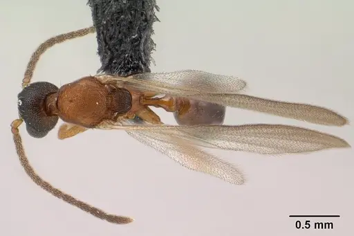 Strumigenys olsoni - CASENT0135583