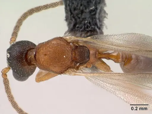 Strumigenys olsoni - CASENT0135583