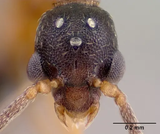 Strumigenys olsoni - CASENT0135583