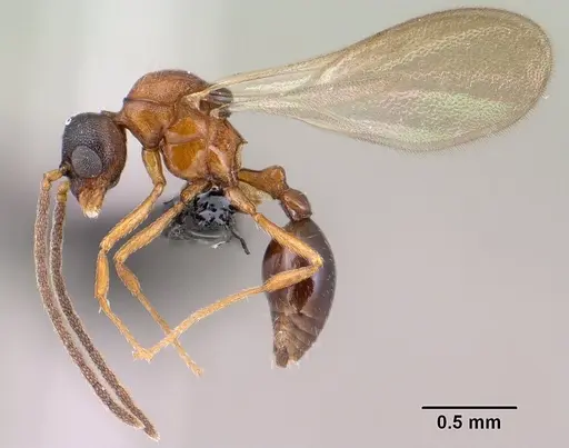 Strumigenys olsoni - CASENT0135583