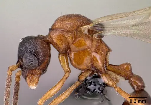 Strumigenys olsoni - CASENT0135583