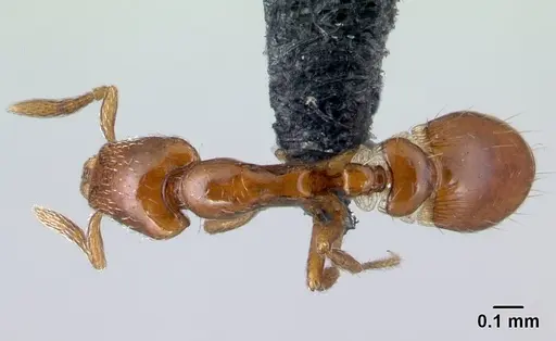 Strumigenys olsoni - CASENT0141982