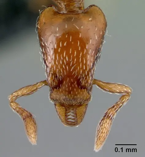 Strumigenys olsoni - CASENT0141982