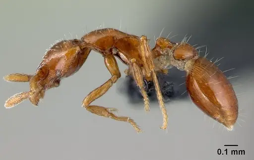 Strumigenys olsoni - CASENT0141982