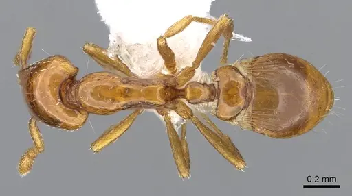 Strumigenys olsoni - CASENT0914711