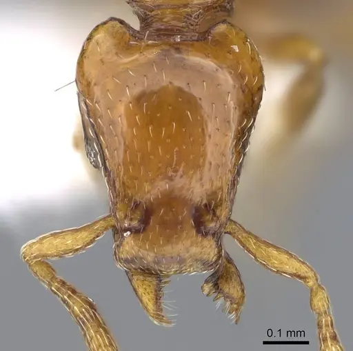 Strumigenys olsoni - CASENT0914711