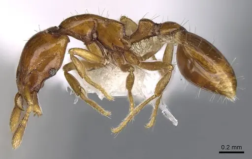 Strumigenys olsoni - CASENT0914711