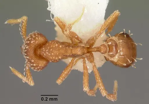Strumigenys omalyx specimen