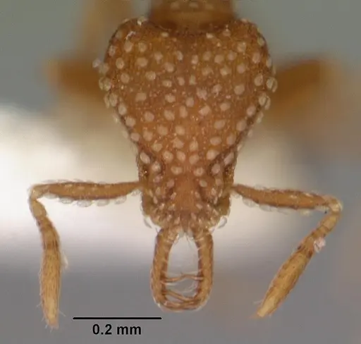 Strumigenys omalyx specimen