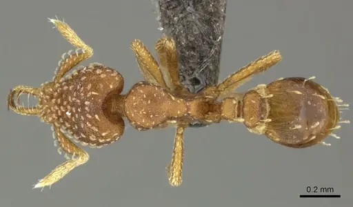 Strumigenys omalyx - CASENT0235714