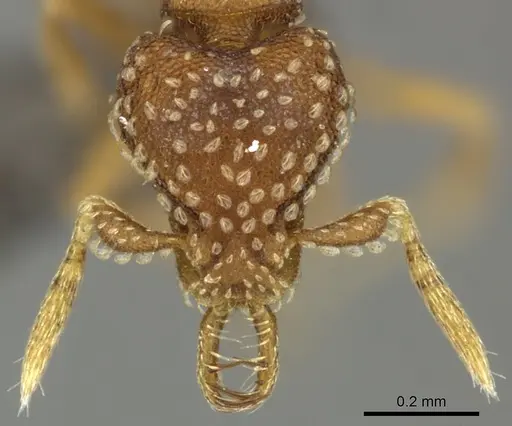 Strumigenys omalyx - CASENT0235714