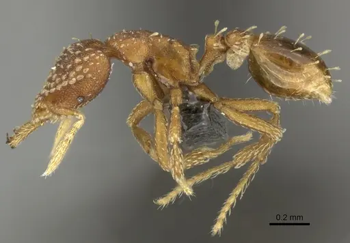 Strumigenys omalyx - CASENT0235714