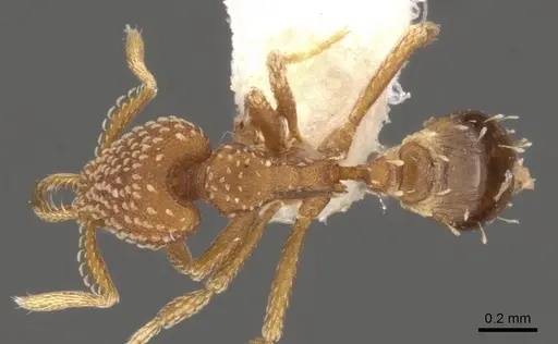 Strumigenys omalyx - CASENT0900631