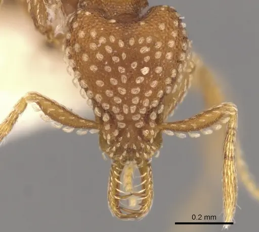 Strumigenys omalyx - CASENT0900631