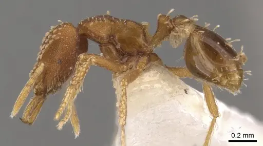 Strumigenys omalyx - CASENT0900631