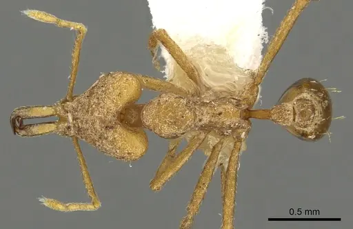 Strumigenys omopyx specimen