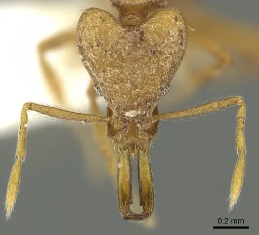 Strumigenys omopyx specimen