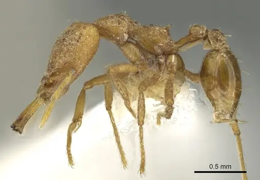 Strumigenys omopyx specimen