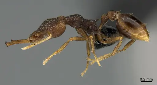 Strumigenys opaca specimen