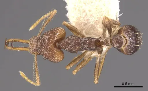 Strumigenys opaca - CASENT0900920