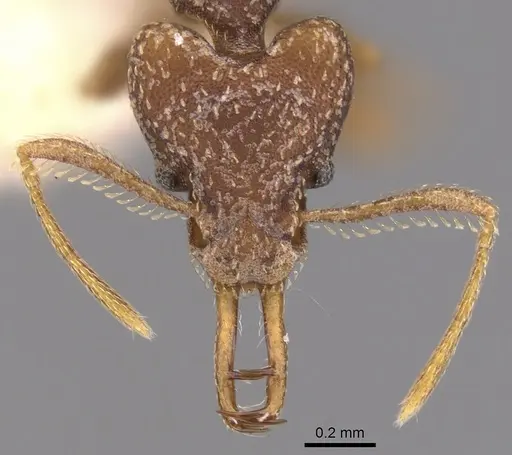 Strumigenys opaca - CASENT0900920