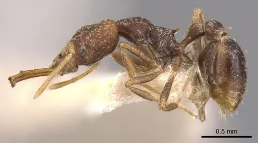 Strumigenys opaca - CASENT0900920