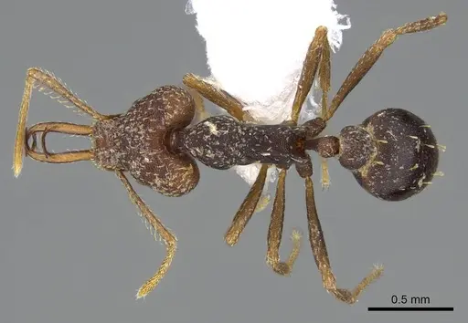 Strumigenys opaca - CASENT0914853