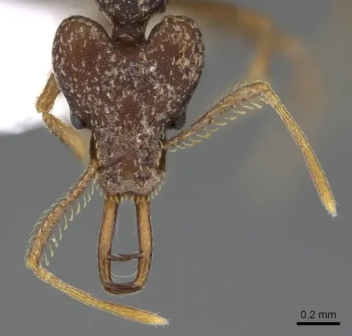 Strumigenys opaca - CASENT0914853