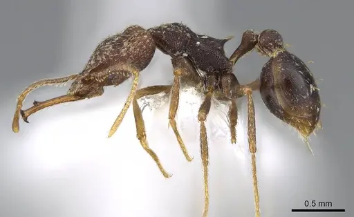 Strumigenys opaca - CASENT0914853