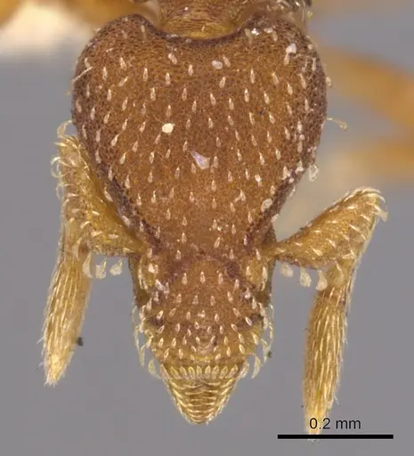 Strumigenys orchibia specimen