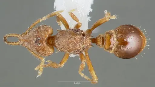 Strumigenys origo specimen