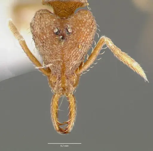 Strumigenys origo specimen