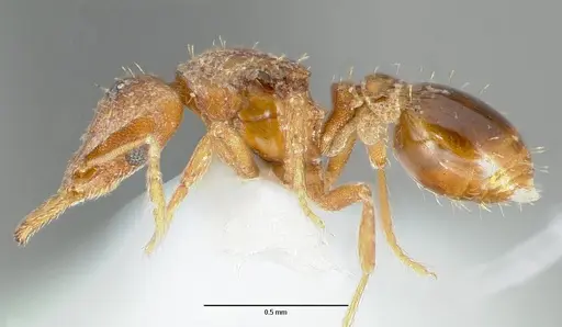 Strumigenys origo specimen