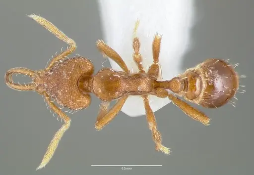 Strumigenys origo - CASENT0005622