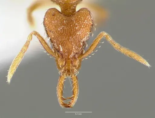 Strumigenys origo - CASENT0005622